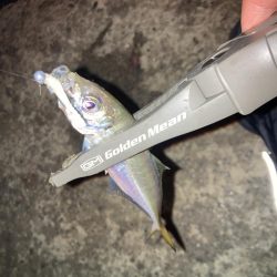 雨後のアジング