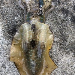 2022 佐渡ヶ島エギング 23回目【10月4日】