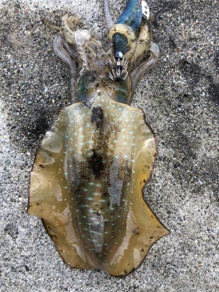 2022 佐渡ヶ島エギング 23回目【10月4日】