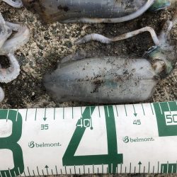 2022 佐渡ヶ島エギング 24回目【10月6日】