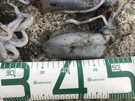 2022 佐渡ヶ島エギング 24回目【10月6日】