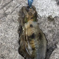 2022 佐渡ヶ島エギング 25回目【10月9日】