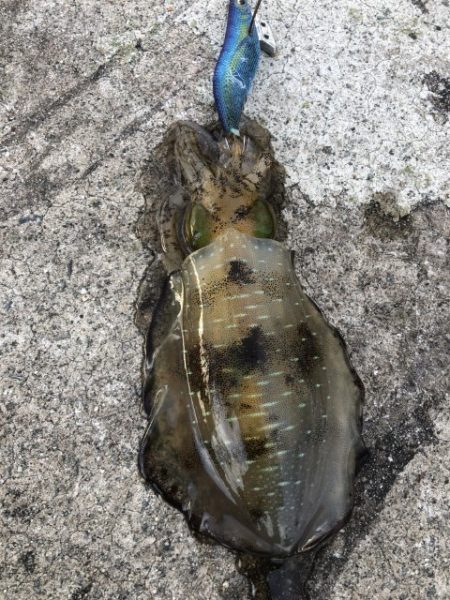 2022 佐渡ヶ島エギング 25回目【10月9日】