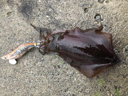 2022 佐渡ヶ島エギング 26回目【10月10日】