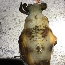 2022 佐渡ヶ島エギング 27回目【10月12日】