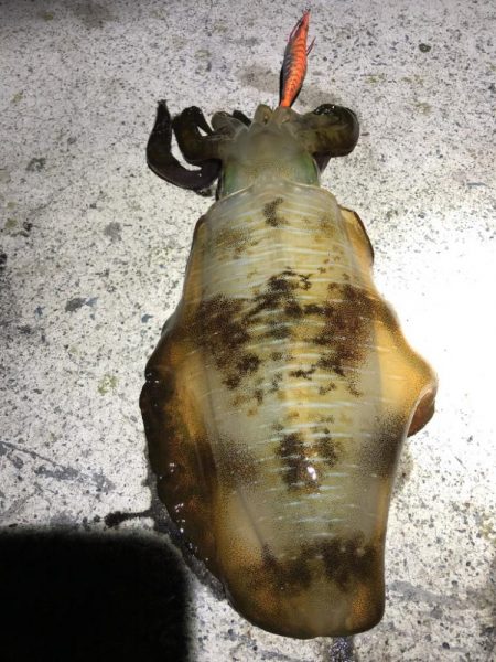 2022 佐渡ヶ島エギング 27回目【10月12日】