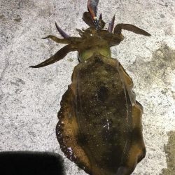 2022 佐渡ヶ島エギング 28回目【10月13日】