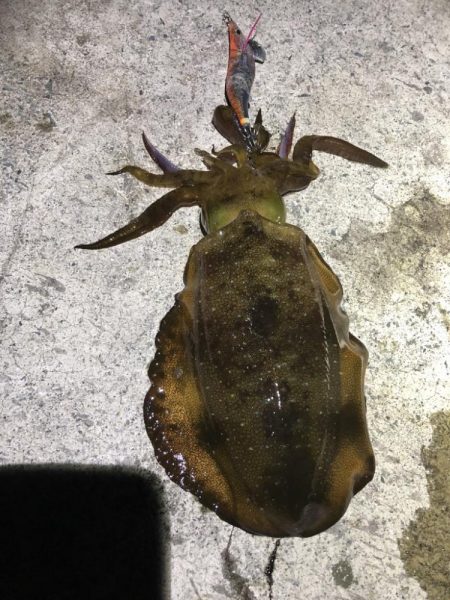 2022 佐渡ヶ島エギング 28回目【10月13日】