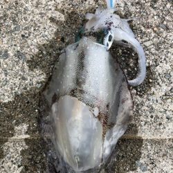 2022 佐渡ヶ島エギング 29回目【10月16日】