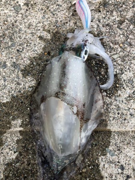 2022 佐渡ヶ島エギング 29回目【10月16日】