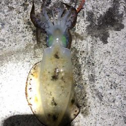 2022 佐渡ヶ島エギング 30回目【10月17日】