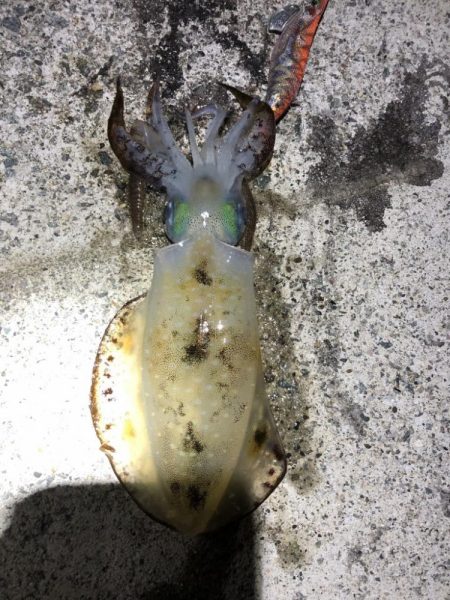 2022 佐渡ヶ島エギング 30回目【10月17日】