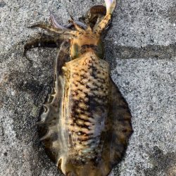 2022 佐渡ヶ島エギング 33回目【10月22日】