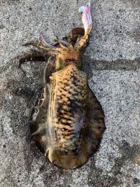 2022 佐渡ヶ島エギング 33回目【10月22日】