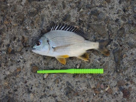 エビ撒き釣り　ハネの気配なくアジ・サバばかり