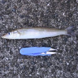 秋晴れのキス釣り　落ちギスはまだ早い？