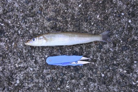 秋晴れのキス釣り　落ちギスはまだ早い？