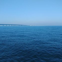 デイエギングでアオリ好調♪