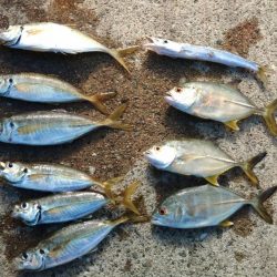 エビ撒き釣りで五目釣り♪