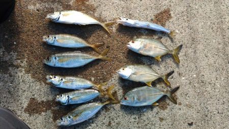 エビ撒き釣りで五目釣り♪