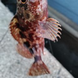 タチウオ他狙い