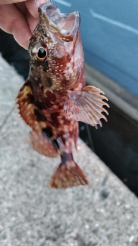 タチウオ他狙い