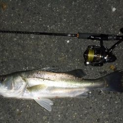 満潮時の浅場攻略