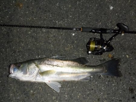 満潮時の浅場攻略