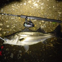 落ちアユパターン狙い