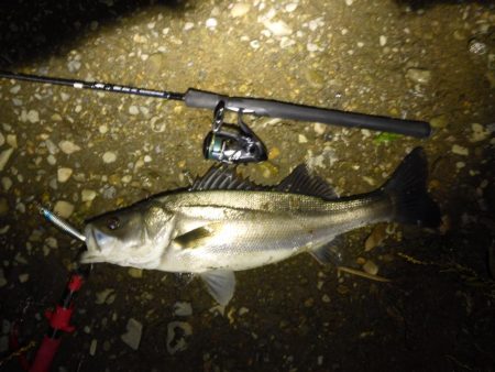 落ちアユパターン狙い