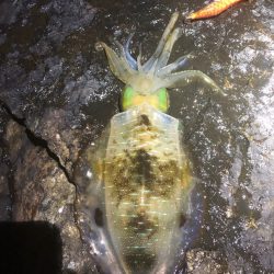 2022 佐渡ヶ島エギング 21回目【10月1日】