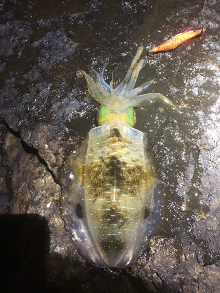 2022 佐渡ヶ島エギング 21回目【10月1日】