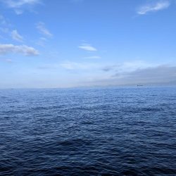 サワラ　ｷﾀ━━━━(ﾟ∀ﾟ)━━━━!!