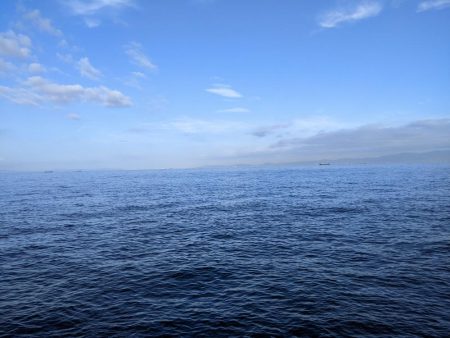 サワラ　ｷﾀ━━━━(ﾟ∀ﾟ)━━━━!!