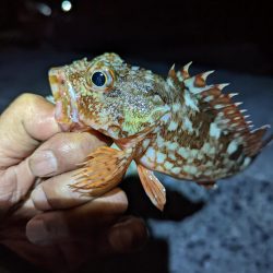 ここでも小さいながらも本命ゲット