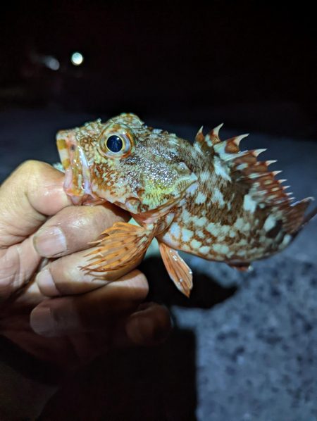 ここでも小さいながらも本命ゲット