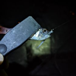 名前のわからん魚が…