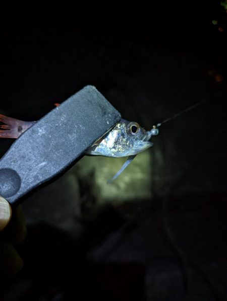 名前のわからん魚が…