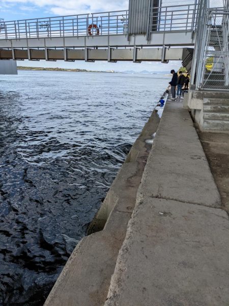 カワハギに夢中