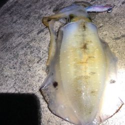 2022 佐渡ヶ島エギング 36回目【10月26日】