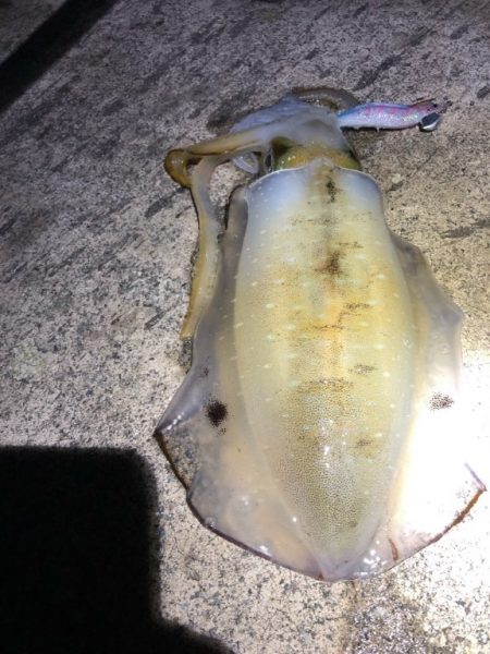 2022 佐渡ヶ島エギング 36回目【10月26日】