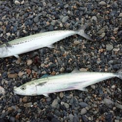 エギングでアオリイカとサゴシ祭り