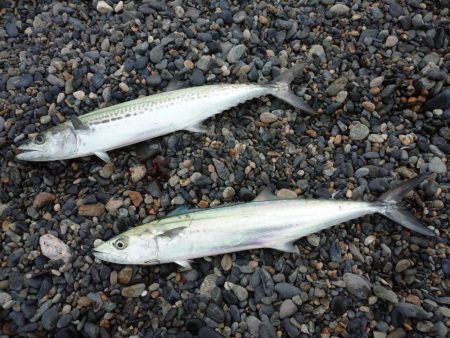 エギングでアオリイカとサゴシ祭り