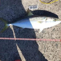 鯖の飲ませでメジロ２本