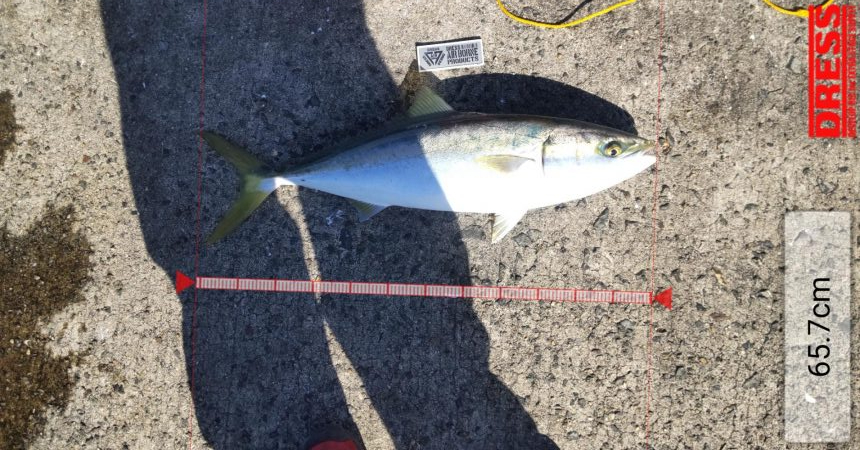 鯖の飲ませでメジロ２本