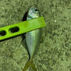 エギング、アジング