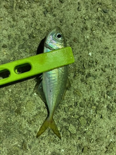 エギング、アジング