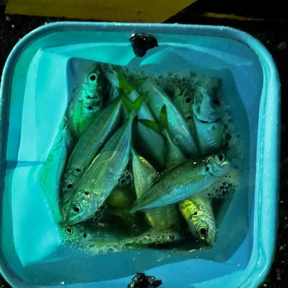 イージーゲーム