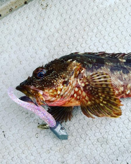 アオリイカ大漁🦑🦑🦑