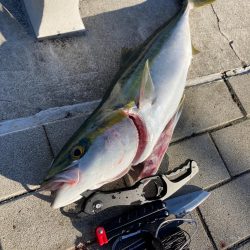 昨日はバラし。今朝はメジロ64cmリベンジ。。